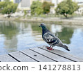 A pigeon visited the terrace along the Tosabori River. 141278813