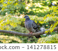 A pigeon perched on a newly recorded tree. 141278815