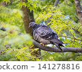 A pigeon perched on a newly recorded tree. 141278816