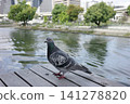 A pigeon visited the terrace along the Tosabori River. 141278820