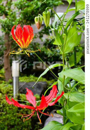 Blooming gloriosa, a fiery red flower Blooming gloriosa, a fiery red flower 141278999