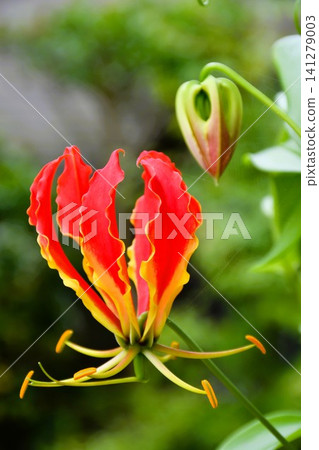 盛開的嘉蘭，火紅的花朵 141279003