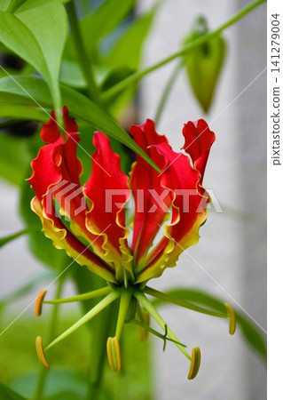 Blooming gloriosa, a fiery red flower Blooming gloriosa, a fiery red flower 141279004