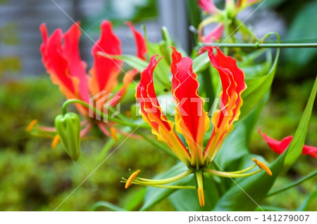 Blooming gloriosa, a fiery red flower Blooming gloriosa, a fiery red flower 141279007