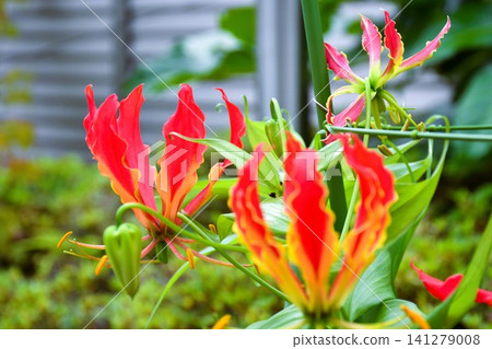 Blooming gloriosa, a fiery red flower 141279008