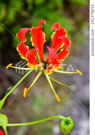 Blooming gloriosa, a fiery red flower Blooming gloriosa, a fiery red flower 141279014