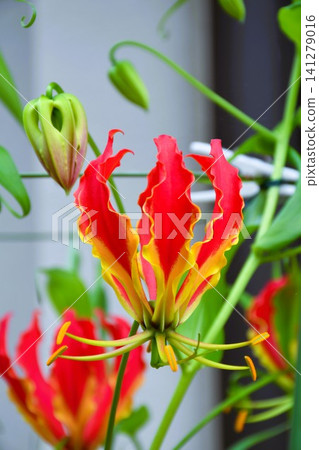 Blooming gloriosa, a fiery red flower Blooming gloriosa, a fiery red flower 141279016