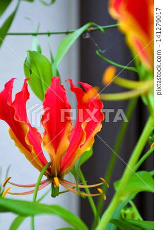 盛開的嘉蘭，火紅的花朵 141279017