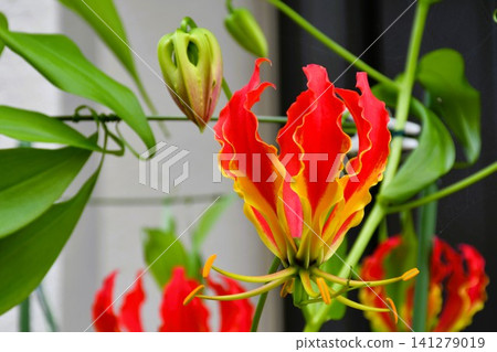 盛開的嘉蘭,火紅的花朵 盛開的嘉蘭,火紅的花朵 141279019