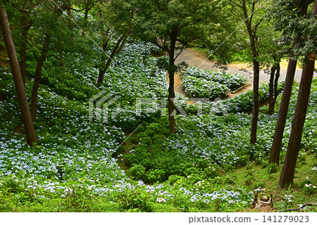 Shizuoka Prefecture, Kasui Lily Garden: A field of hydrangeas Shizuoka Prefecture, Kasui Lily Garden: A field of hydrangeas 141279023