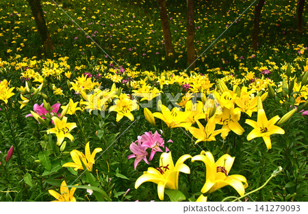 靜岡縣,嘉水百合園,百合花田 靜岡縣,嘉水百合園,百合花田 141279093