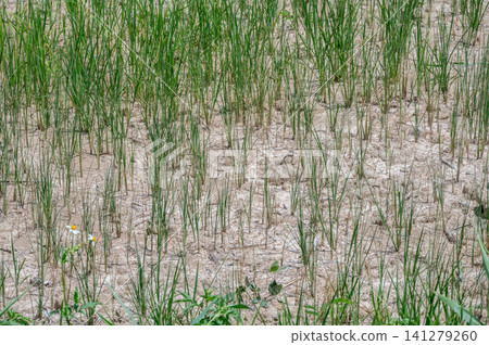 Rice seedling growth on dry soil surface of agriculture field in rural Thailand. Rice seedling growth on dry soil surface of agriculture field in rural Thailand. 141279260