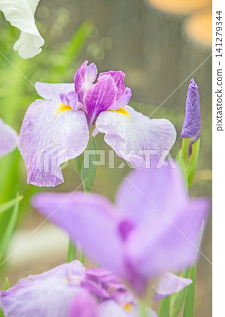 The flowers and plants around the house change with the seasons, and the waterside in the park is adorned with beautiful, colorful irises. The flowers and plants around the house change with the seasons, and the waterside in the park is adorned with beautiful, colorful irises. 141279344