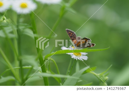 Erigeron annuus flowers and the Small Copper butterfly Erigeron annuus flowers and the Small Copper butterfly 141279367