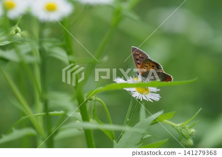Erigeron annuus flowers and a small butterfly 141279368