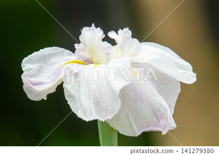 The flowers and plants around the house change with the seasons, and the waterside in the park is adorned with beautiful, colorful irises. The flowers and plants around the house change with the seasons, and the waterside in the park is adorned with beautiful, colorful irises. 141279380