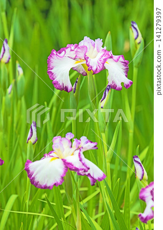 房子周圍的花草隨著季節變化;公園的水邊點綴著美麗多彩的鳶尾花。 房子周圍的花草隨著季節變化;公園的水邊點綴著美麗多彩的鳶尾花。 141279397