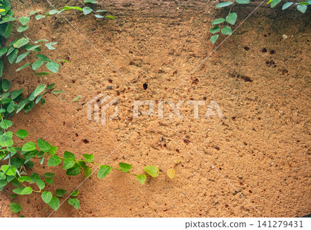 Plants climbing on an earthen wall. These types of plants use special structures called tendrils to climb.  141279431