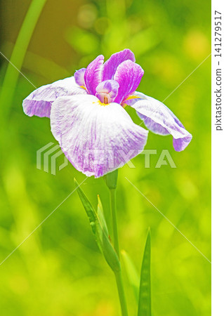 The flowers and plants around the house change with the seasons, and the waterside in the park is adorned with beautiful, colorful irises. The flowers and plants around the house change with the seasons, and the waterside in the park is adorned with beautiful, colorful irises. 141279517