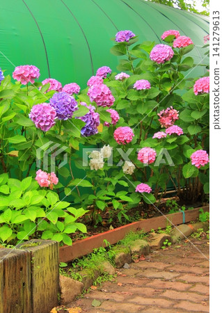 滋賀縣著名的繡球花勝地-森山足模型花園 滋賀縣著名的繡球花勝地-森山足模型花園 141279613