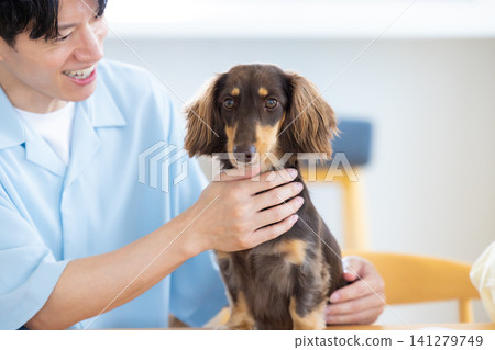 Family life with a dog: A dachshund spending time with its owner. Family life with a dog: A dachshund spending time with its owner. 141279749