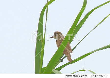 大葦鶯:一種鳴聲獨特的野生鳥類。 大葦鶯:一種鳴聲獨特的野生鳥類。 141279758