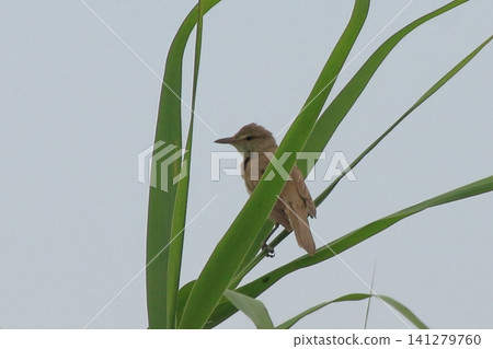 The Great Reed Warbler: A wild bird with a distinctive call. The Great Reed Warbler: A wild bird with a distinctive call. 141279760