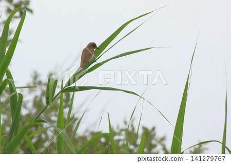 The Great Reed Warbler: A wild bird with a distinctive call. The Great Reed Warbler: A wild bird with a distinctive call. 141279767