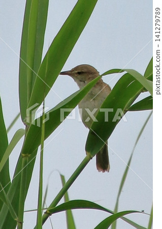 The Great Reed Warbler: A wild bird with a distinctive call. The Great Reed Warbler: A wild bird with a distinctive call. 141279789