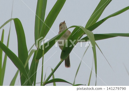 The Great Reed Warbler: A wild bird with a distinctive call. The Great Reed Warbler: A wild bird with a distinctive call. 141279790