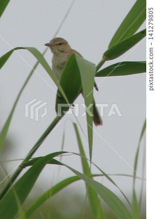 The Great Reed Warbler: A wild bird with a distinctive call. The Great Reed Warbler: A wild bird with a distinctive call. 141279805