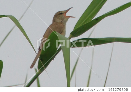 大葦鶯:一種鳴聲獨特的野生鳥類。 大葦鶯:一種鳴聲獨特的野生鳥類。 141279806