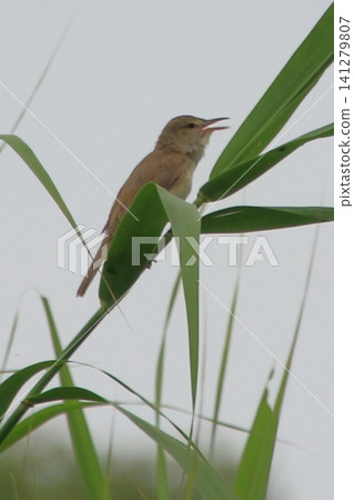 大葦鶯:一種鳴聲獨特的野生鳥類。 大葦鶯:一種鳴聲獨特的野生鳥類。 141279807
