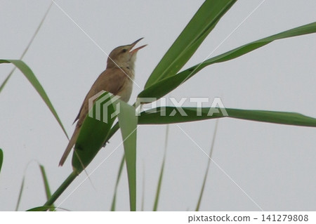 大葦鶯：一種鳴聲獨特的野生鳥類。 141279808