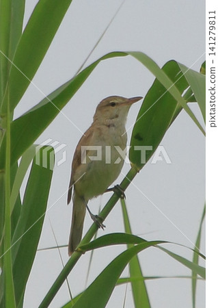 大葦鶯:一種鳴聲獨特的野生鳥類。 大葦鶯:一種鳴聲獨特的野生鳥類。 141279811