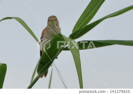 大葦鶯:一種鳴聲獨特的野生鳥類。 大葦鶯:一種鳴聲獨特的野生鳥類。 141279820