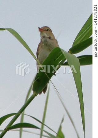 The Great Reed Warbler: A wild bird with a distinctive call. The Great Reed Warbler: A wild bird with a distinctive call. 141279821