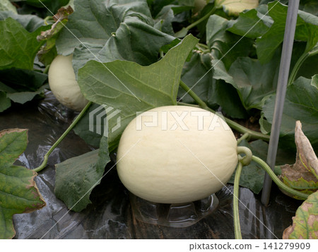 Greenhouse cultivation of melons - Vilens 141279909