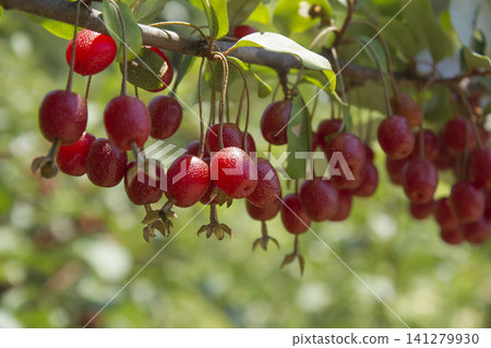 Ripe Autumn Olive Berries (Elaeagnus Umbellata) growing on a branch . oleaster Ripe Autumn Olive Berries (Elaeagnus Umbellata) growing on a branch . oleaster 141279930