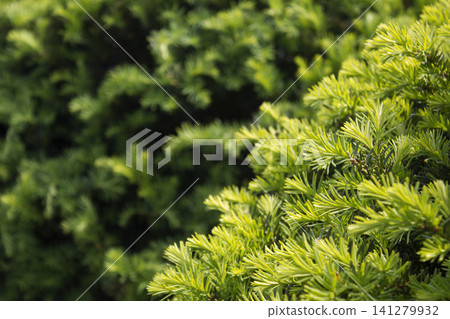 Taxus baccata close up. Green branches of yew tree(Taxus baccata, English yew Taxus baccata close up. Green branches of yew tree(Taxus baccata, English yew 141279932