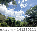Lush green trees against a vibrant blue sky with fluffy white clouds Lush green trees against a vibrant blue sky with fluffy white clouds 141280111