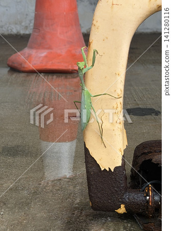 Green praying mantis clinging to weathered yellow pole with rusty metal below Green praying mantis clinging to weathered yellow pole with rusty metal below 141280116