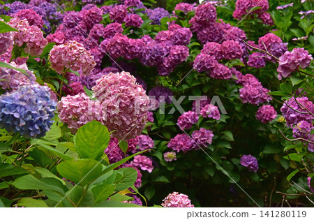 Shizuoka Prefecture, Shimoda Hydrangea Park: A field of hydrangeas Shizuoka Prefecture, Shimoda Hydrangea Park: A field of hydrangeas 141280119