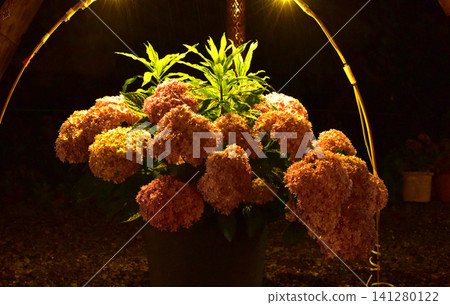 Shizuoka Prefecture, Shimoda Hydrangea Park: Hydrangea illumination Shizuoka Prefecture, Shimoda Hydrangea Park: Hydrangea illumination 141280122