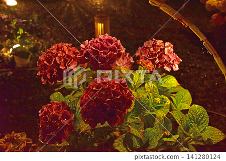 Shizuoka Prefecture, Shimoda Hydrangea Park: Hydrangea illumination Shizuoka Prefecture, Shimoda Hydrangea Park: Hydrangea illumination 141280124