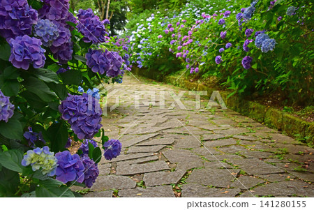 Shizuoka Prefecture, Shimoda Hydrangea Park: A field of hydrangeas Shizuoka Prefecture, Shimoda Hydrangea Park: A field of hydrangeas 141280155