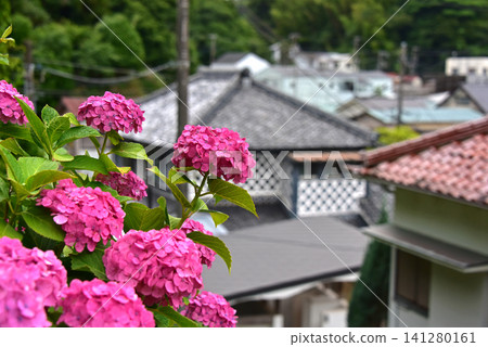 Shizuoka Prefecture, Shimoda Hydrangea Park: A landscape with hydrangeas Shizuoka Prefecture, Shimoda Hydrangea Park: A landscape with hydrangeas 141280161