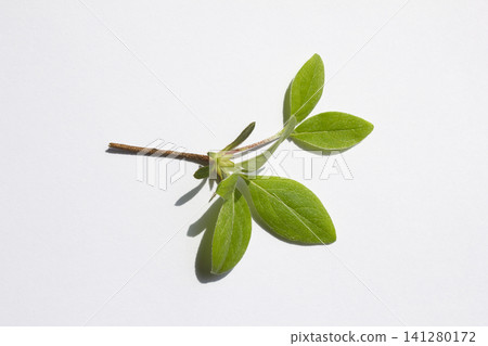 It is an azalea leaf placed against a white background. It is an azalea leaf placed against a white background. 141280172