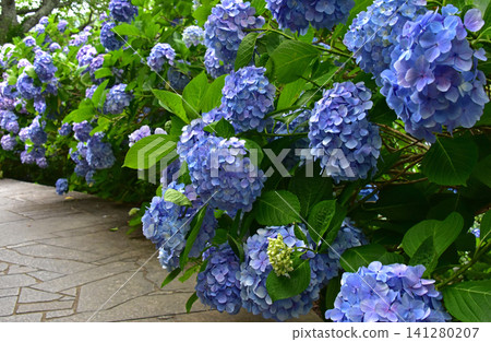 Shizuoka Prefecture, Shimoda Hydrangea Park: A field of hydrangeas 141280207