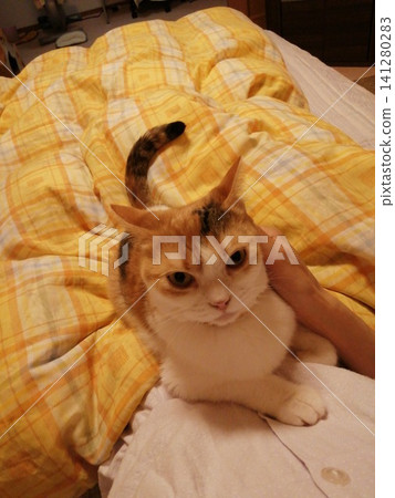 A friendly calico cat 141280283